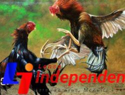 Diduga Kebal Hukum, Arena Sabung Ayam di Kalitengah Beroperasi Lama Tanpa Penindakan