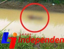 Tragis di Banjardowo: Pria Misterius Ditemukan Tewas Mengapung, Diduga Epilepsi Kambuh