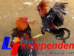 Aktivitas Judi Sabung Ayam di Blitar Berlanjut Selama Ramadhan, Warga Mendesak Tindakan Aparat