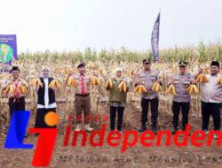 Bersama Bupati Ipuk, Gubernur dan Kapolda Jatim Panen Raya Jagung di Banyuwangi