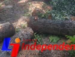 PENEBANGAN POHON DI LAHAN SENGKETA (PKBR ) BANYUWANGI DI DUGA ILEGAL, ASET DALAM PENGAWASAN KEJAKSAAN NEGERI BANYUWANGI.