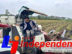 Serapan Tembus 101 Ribu Ton, BULOG DIY Perkuat Komitmen Dukung Swasembada Pangan